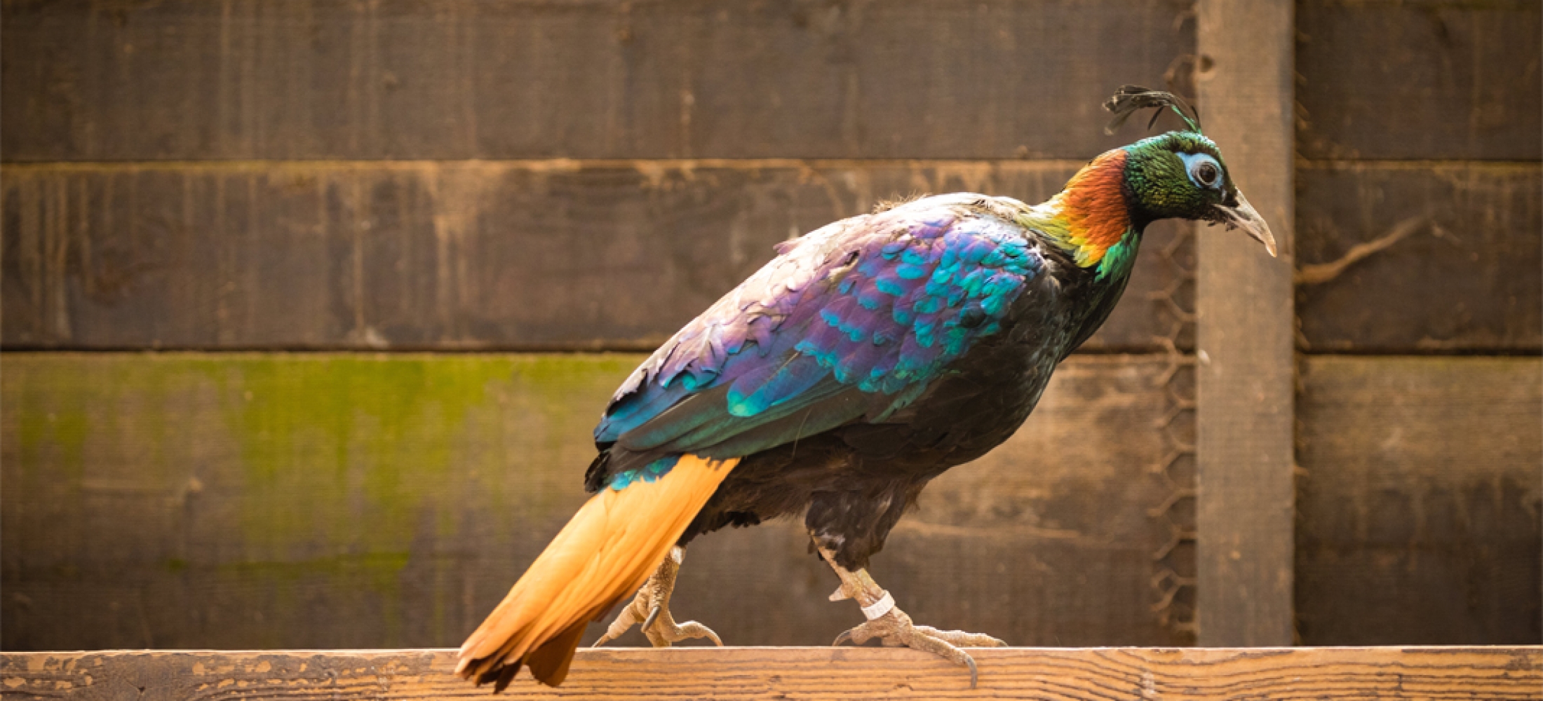 Lophophore resplendissant - Parc des Cytises