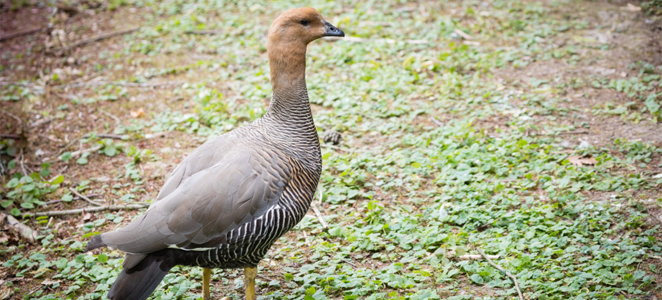 Oiseau D Amérique Du Sud 7 Lettres